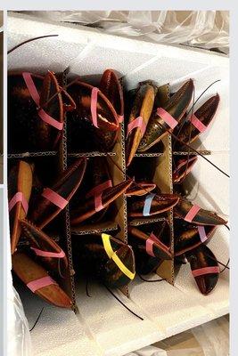 Ms Claws Lobster and Seafood