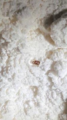 Texas Pest Elimination Services