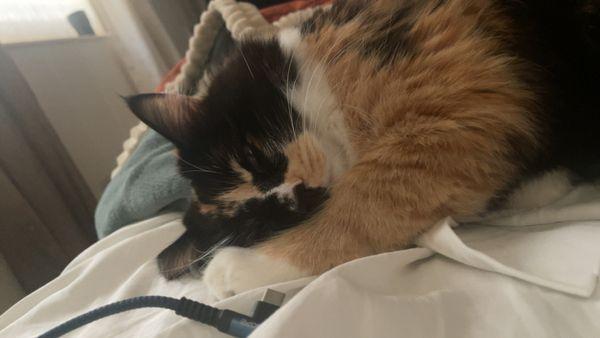 Kernville Animal Hospital