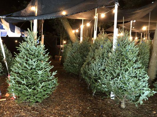 Dave's Christmas Tree Lot
