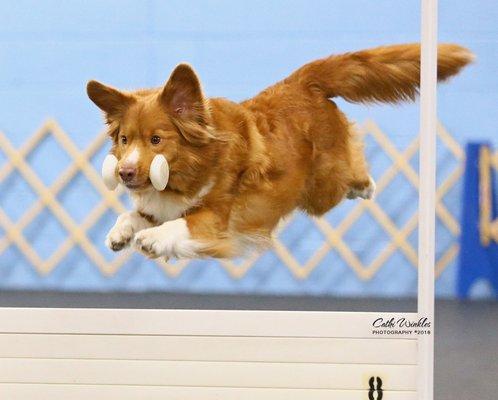 Dog obedience is a happy dog.