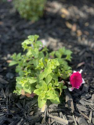 Diego’s Landscaping & Tree Care Services