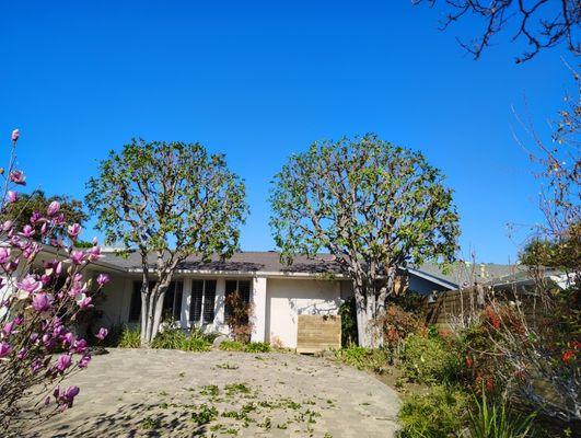 Eddy's Trees Service