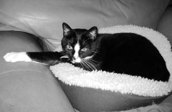 Forest Hills Veterinary Hospital