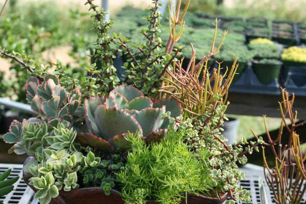 The Flower Bed Nursery