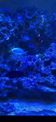 Exotic Fish & Corals