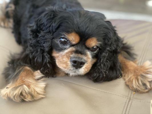 The Sweetest Little Dog