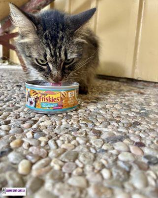 PURRfect pose. We enjoy providing a PAWgress report on each visit which include photo & vital updates via email/text.