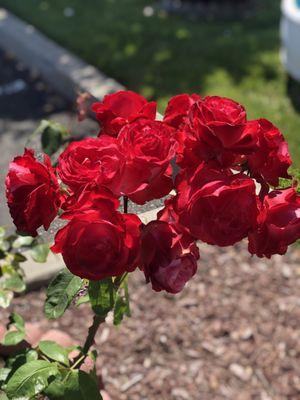 Masjid Abu Bakr Al-Siddiq