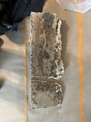 Mold found after a water damage of wind unforeseen until the mildew odor