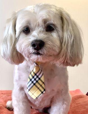 After grooming at another groomer. This is NOT him at Wags!