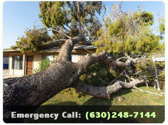 Joshua Tree Care & Landscape Services