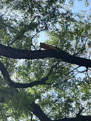 Ames Story Tree & Lawn