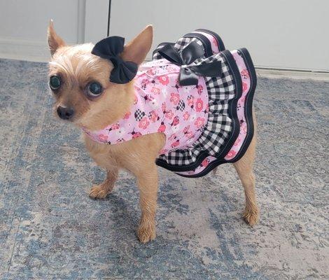 Brian's Mobile Grooming