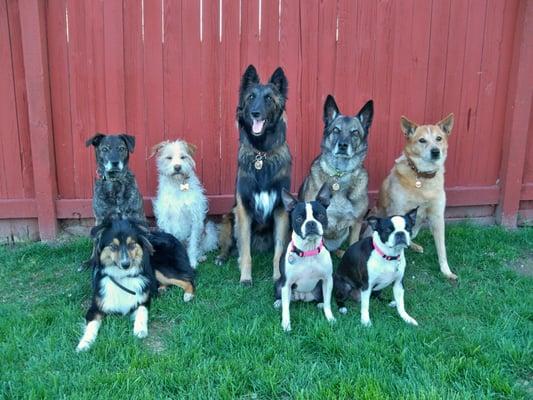 Diamonds In the Ruff Dog Services