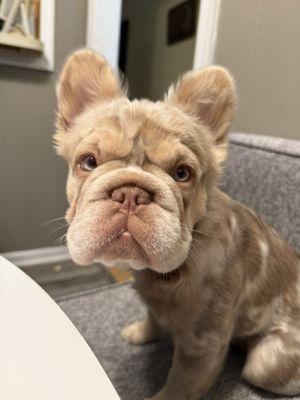 This is May. She's a fluffy frenchie.