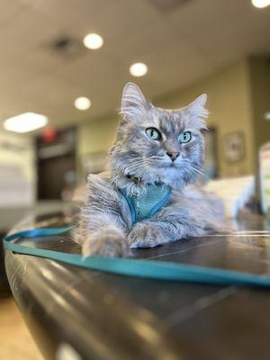 Boca Park Animal Hospital