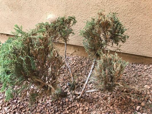 Del Sol Landscaping Construction