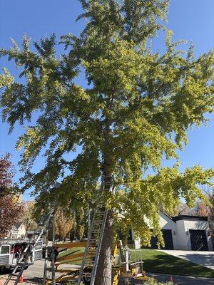 The Christmas Light Professionals