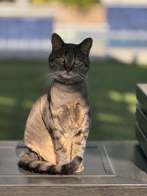 The Clip Joint Pet Grooming