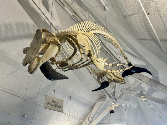 Odiorne Point State Park