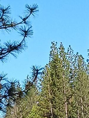 Ebbetts Pass Moose Lodge No 1123