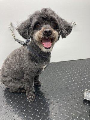 At Your Bark N Call Mobile Dog Grooming