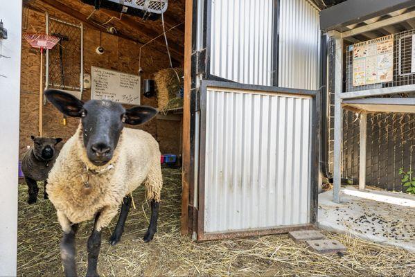 Sunderland Acres Lavender Farm