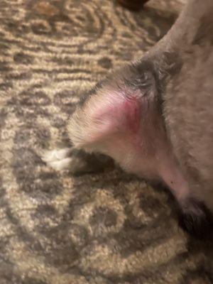 Aussie Pet Mobile of Louisville NE