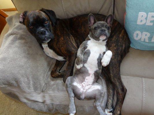 Heart & Soul Pet Clinic