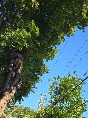 Little Bird Tree Service