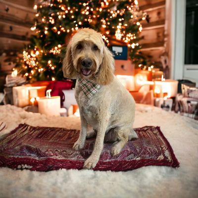 The Grooviest Groomer