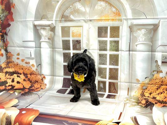 My Bruno after his grooming.