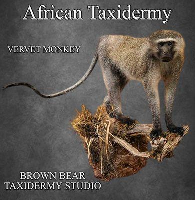 Brown Bear Taxidermy Studio