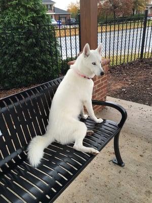 Dog Park At Evans Town Center Park