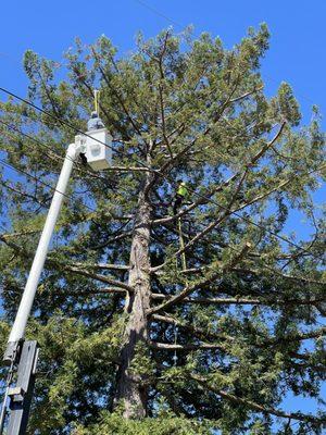 Blue Sky Tree Service