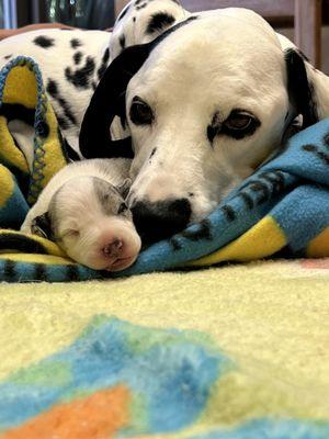 Butterfield Animal Hospital