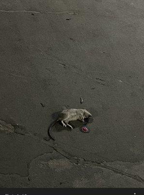 Vivo Living Baltimore