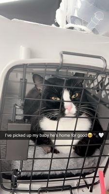 Lilac City Veterinary Services