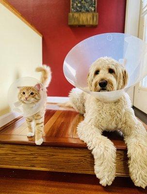 Vet day for both Baci & Latte