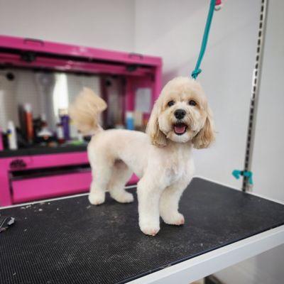 CosmoPAWlitan Pet Grooming