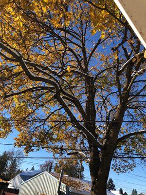 On Point Tree & Lawn