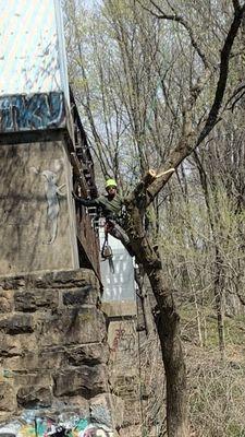 Ironbark Tree service