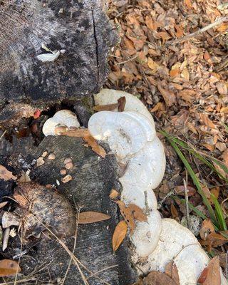 Cedar Point Preserve