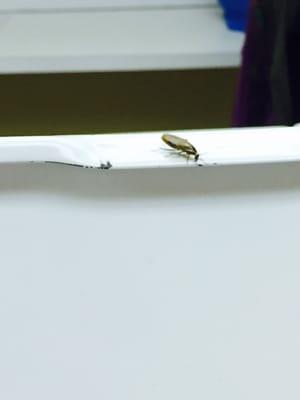 cockroach on laundry machine...