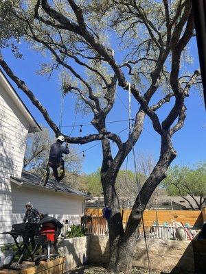 Sergio's Tree Service