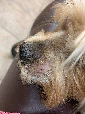 Paws and Claws Pet Resort