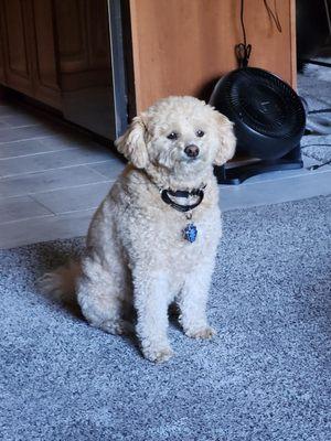 Advanced Animal Hospital Group