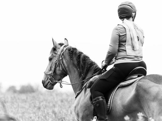 Feather Hill Stables