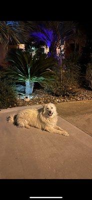 Smart Dog Training School